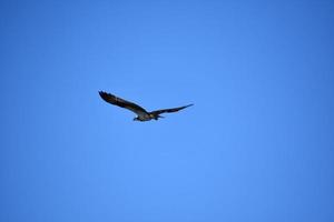 Osprey Bird with Wings Spread in Flight photo