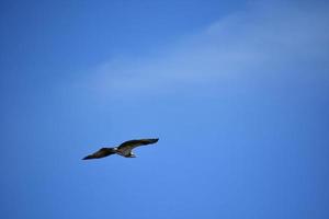 Stunning Osprey with His Wings Spread in Flight photo