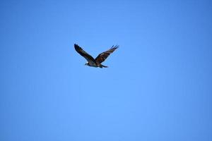 Beautiful Osprey Flying with Wings Spread Out photo