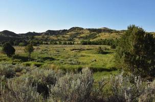 Scrub and Trees in a Rural Landscape photo