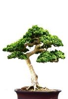Manicured Boxwood Bonsai Tree in a Pot photo