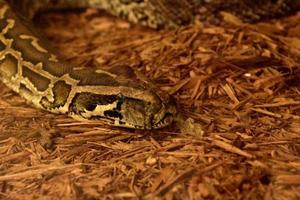 Looking into the Face of a Burmese Python photo