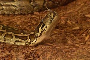 Forked Tongue on a Burmese Python Snake photo