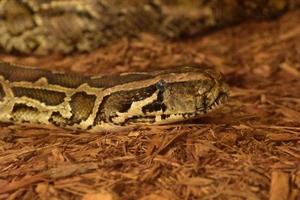 Scarey Looking Burmese Python Snake in Wood Chips photo