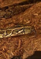 Burmese Python Snake with a Forked Tongue photo