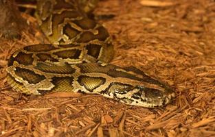 Up Close and Personal with a Burmese Python photo