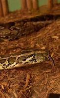 serpiente pitón birmana estampada con la lengua afuera foto