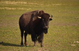 búfalo de toro joven parado en una pradera foto