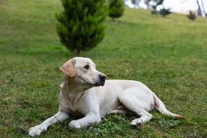 labrador on a walk in the park photo