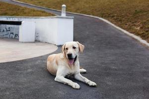 labrador en un paseo por el parque foto