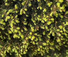 plant green background with branches of a coniferous tree with young spring bunches of needles close-up Spruce, larch or cedar copy space Botanical garden and landscape photo