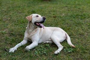 labrador on a walk in the park photo