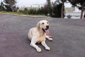 labrador en un paseo por el parque foto