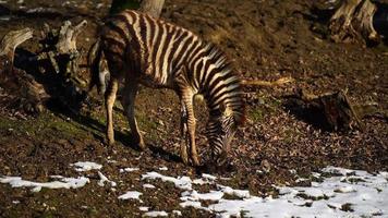 Burchells zebra in zoo video