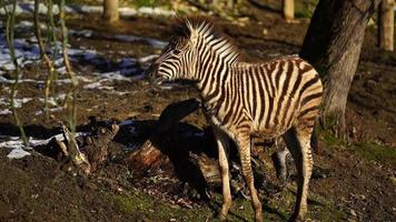 Burchells zebra in zoo video