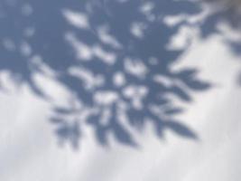 Shadow leaves on old wall background photo