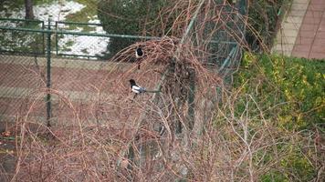 Magpies standing on plants in a snowy day video