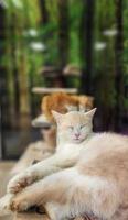 Beautiful Cute Cat Sleeping Taking A Nap Resting photo