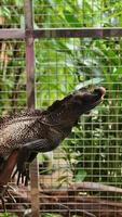 Black Lizard Iguana in a Cage Holding to Branch Extinct Animal Exotic Pet Endangered Species photo