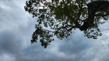 cielo nublado sombrío con nubes cúmulos con ramas de árboles desde la vista inferior en el parque foto