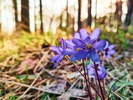 First flowers of hepatica in woods in early spring. Small blue flower in the rays of the sun. photo