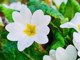 White primrose close-up. First spring flowers in forest. photo