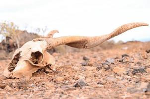 cráneo de carnero en el suelo foto