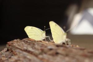 Kohlweissling Schmetterling frisch geschluepft photo