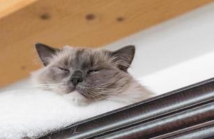 gato ragdoll de pelo largo foto