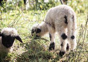 Blacknosesheep Schaf Wolle photo