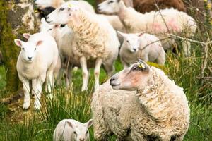 Beautiful cute white sheep close up in northern ireland countryside in springtime photo