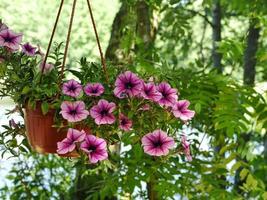 big bright petunia flowers surfinia veined, hanging pot photo