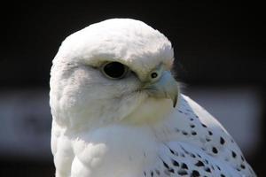 A view of a Gyr Falcon photo