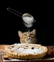 adult funny cat peeking out from under the table with baked pie with plums, black background photo