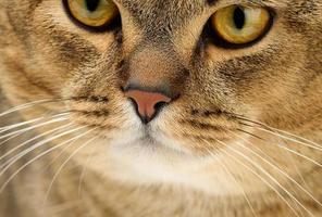 retrato de un gato gris escocés adulto de orejas rectas, de cerca foto