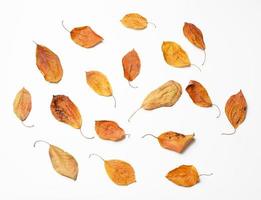 dry golden cherry leaves on white background photo