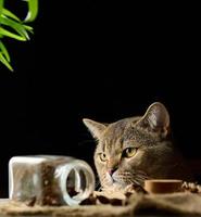 cute gray cat looks out from the table, black background photo