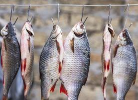 Salted fish ram is hanging on wire and dried outdoors photo