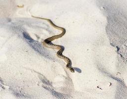 una pequeña serpiente de agua arrastrándose por la arena junto al mar foto