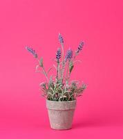 maceta de cerámica gris con un arbusto de lavanda en crecimiento sobre un fondo rosa foto