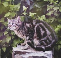 gato rayado de la calle gris joven sentado foto