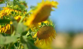 campo de girasoles florecientes en un día de verano contra el cielo azul foto