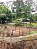 healthy deer in a zoo cage photo