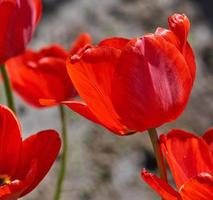 capullo floreciente de un tulipán rojo foto