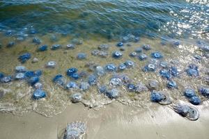 many jellyfish alive and dead on the Black Sea coast photo