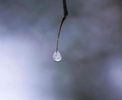 a frozen drop on a branch photo