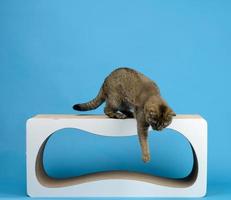 adult gray Scottish straight cat stands on a paper construction scratching post on a blue background photo