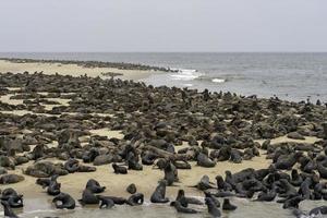 Cape fur seal colony at Cape Cross, Namibia photo