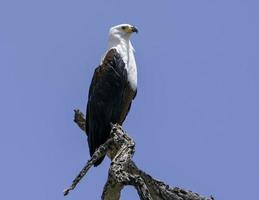 A perched Fish Eagle in Africa. photo