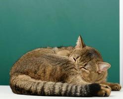 an adult gray straight-eared Scottish cat is curled up and asleep, the animal is resting photo